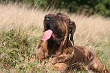 FILA BRASILEIRO 117